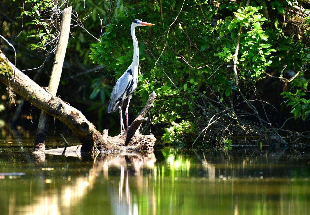 Casa A Beira Do Rio Jaguareguava Na Mata Atlantica Em Bertioga Sp Villa Exterior photo